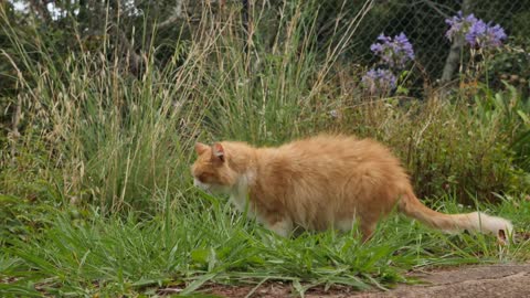 Brown Cat