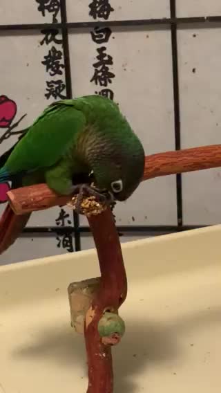 Merlin Learning To Hold Food