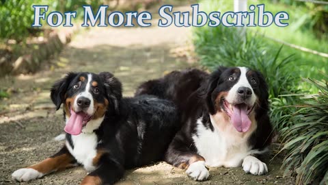 ULTIMATE|| Animal Compilation || Funny Fails || viral || comedy