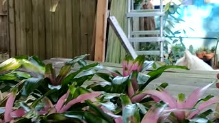 Advanced Bromeliads 4