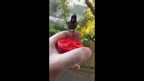 My Pet Ruby-throated hummingbird