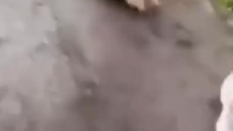 Amazing dog looking for attention