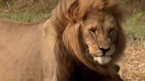 Sweet Funny Animal Videos of the year funniest animals ever with cute animals