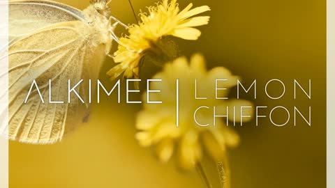 Lemon Chiffon - Alkimee