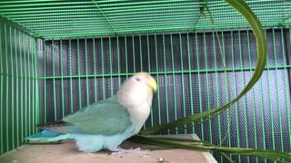 beautiful and elegant parrot, and cute