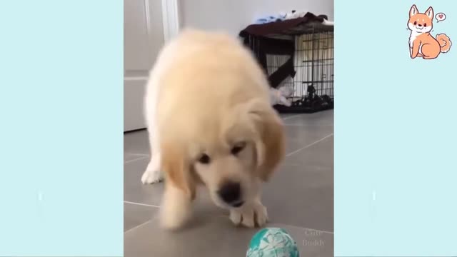 Try Not To Laugh - Funny Dog Videos