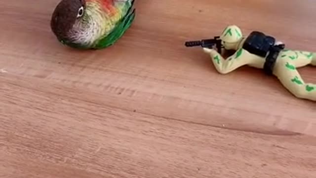 parrot bird