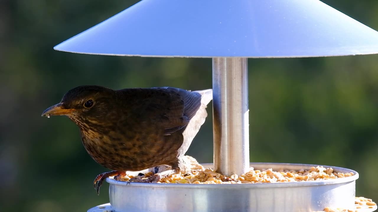 The adult male of the common blackbird