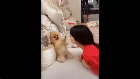 CAT AND DOG HILARIOUS COMPILATION