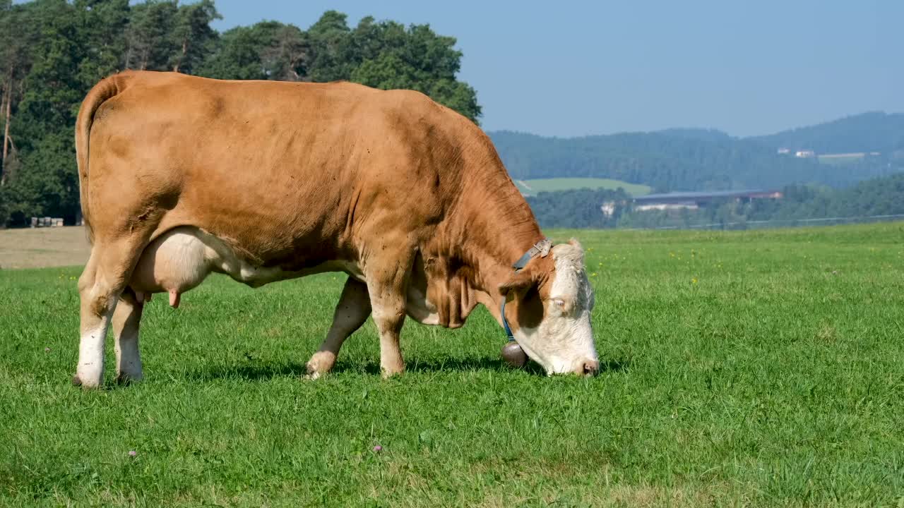 Cow Eat Grass