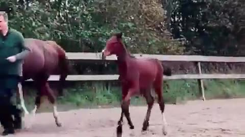 Instead of putting a disabled little horse to sleep, they brought it back to life