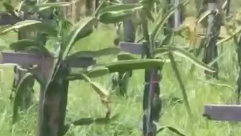 Dragon Fruit at my Farm