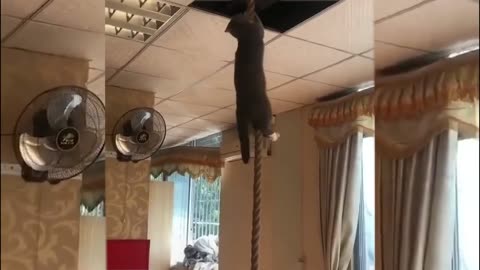 Funniest Animal Videos 2020 The Greatest Funny Animal Videos Of 2020