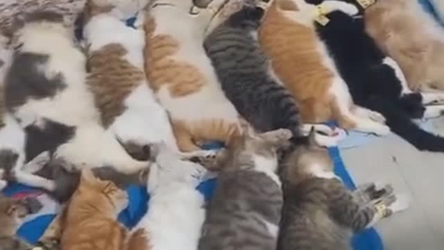 Cute Cat Video 2022 ๐ - Cat best funny moments ๐บ #06