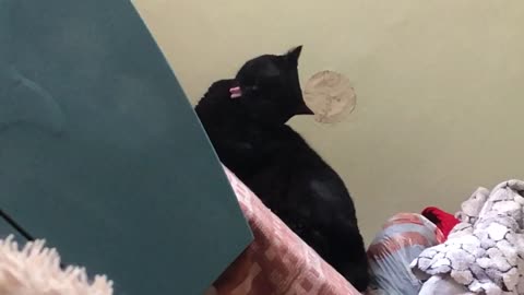 Cat lick
