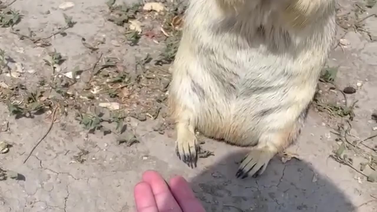 30 Ultimate Funny Animals