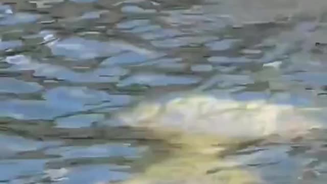 Beautiful river and Mermaid