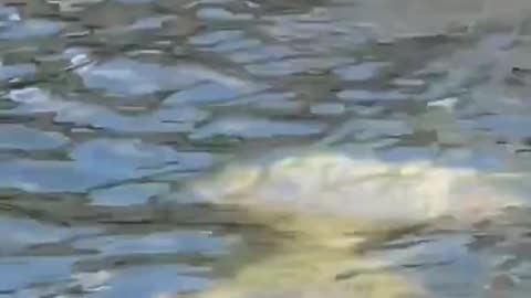Beautiful river and Mermaid