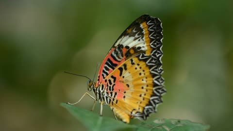 Beautiful butterfly colored with gorgeous colors