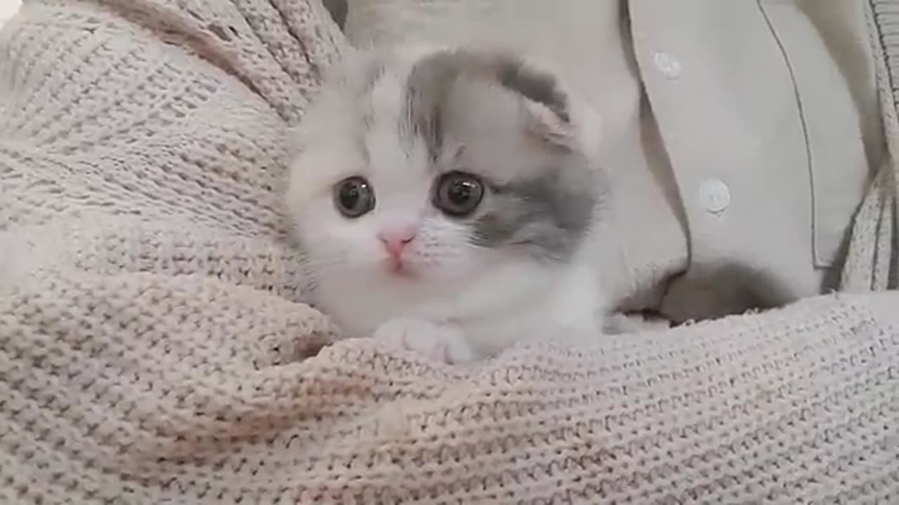 cute cat