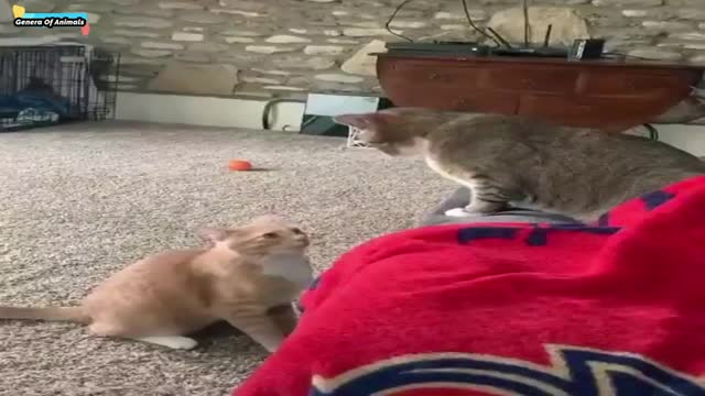 Why Snakes Don't Belong to The Funny Category