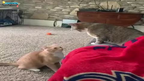 Why Snakes Don't Belong to The Funny Category