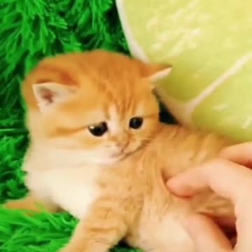 cute, fluffy cats#kittens #animals #cute #funnycats #cats #animals #cat #cats #funny cats