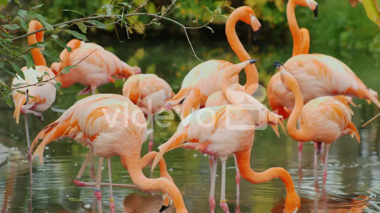 Flock of american flemingos