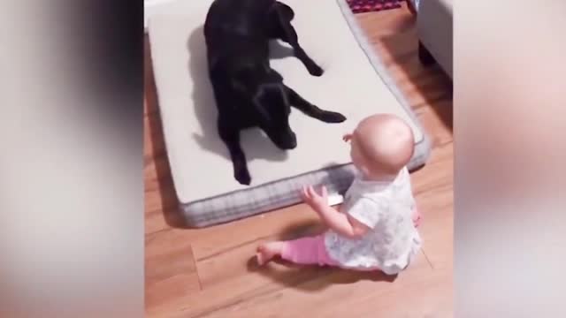 Dogs are the best friend of Babies 31