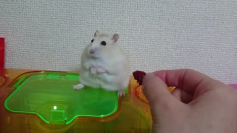 Hamster got mad