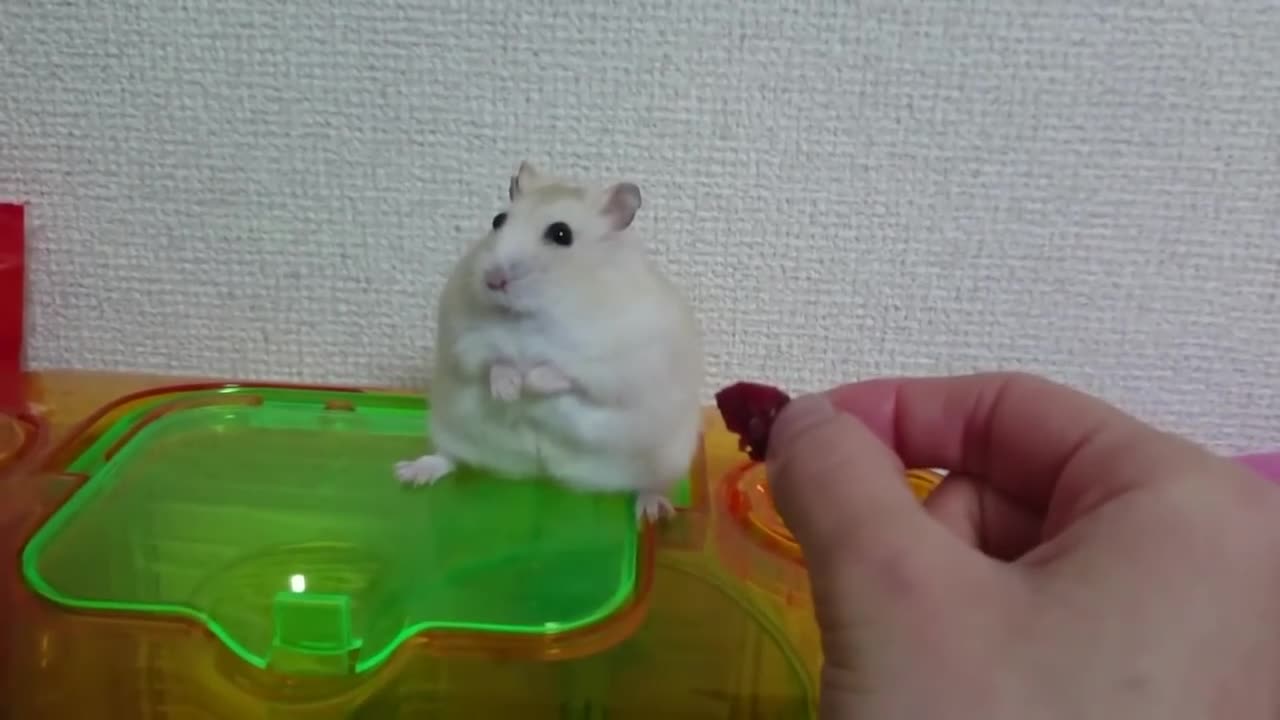 Hamster got mad