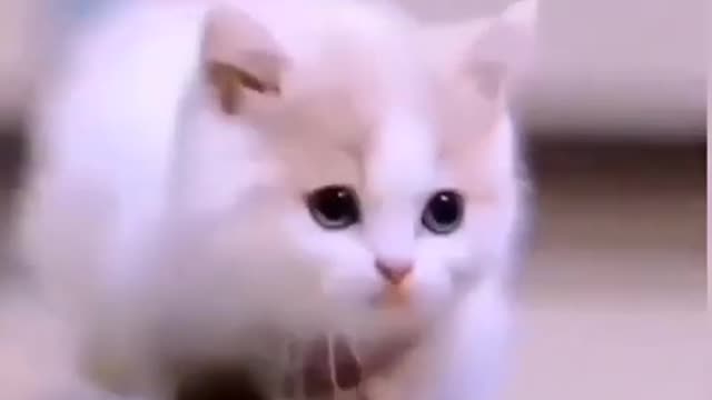 cute cat
