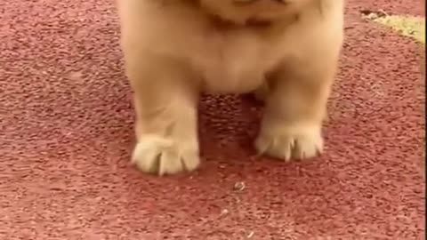 puppy looking like a lion