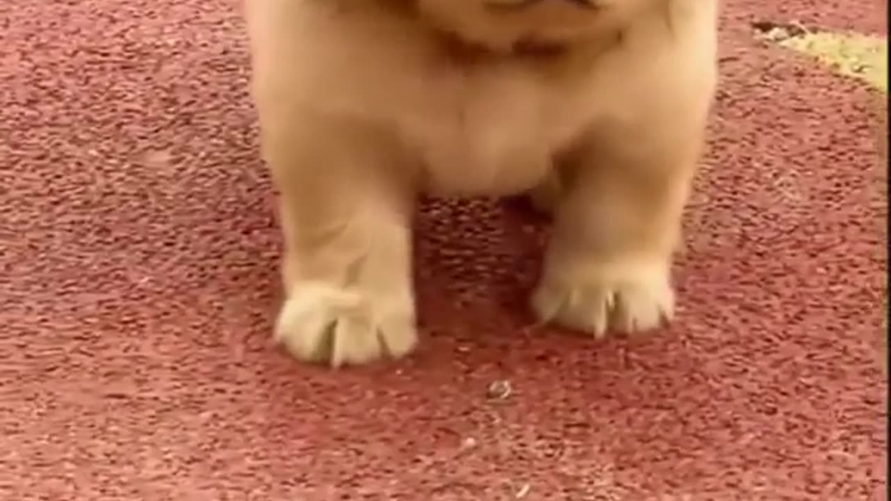 puppy looking like a lion