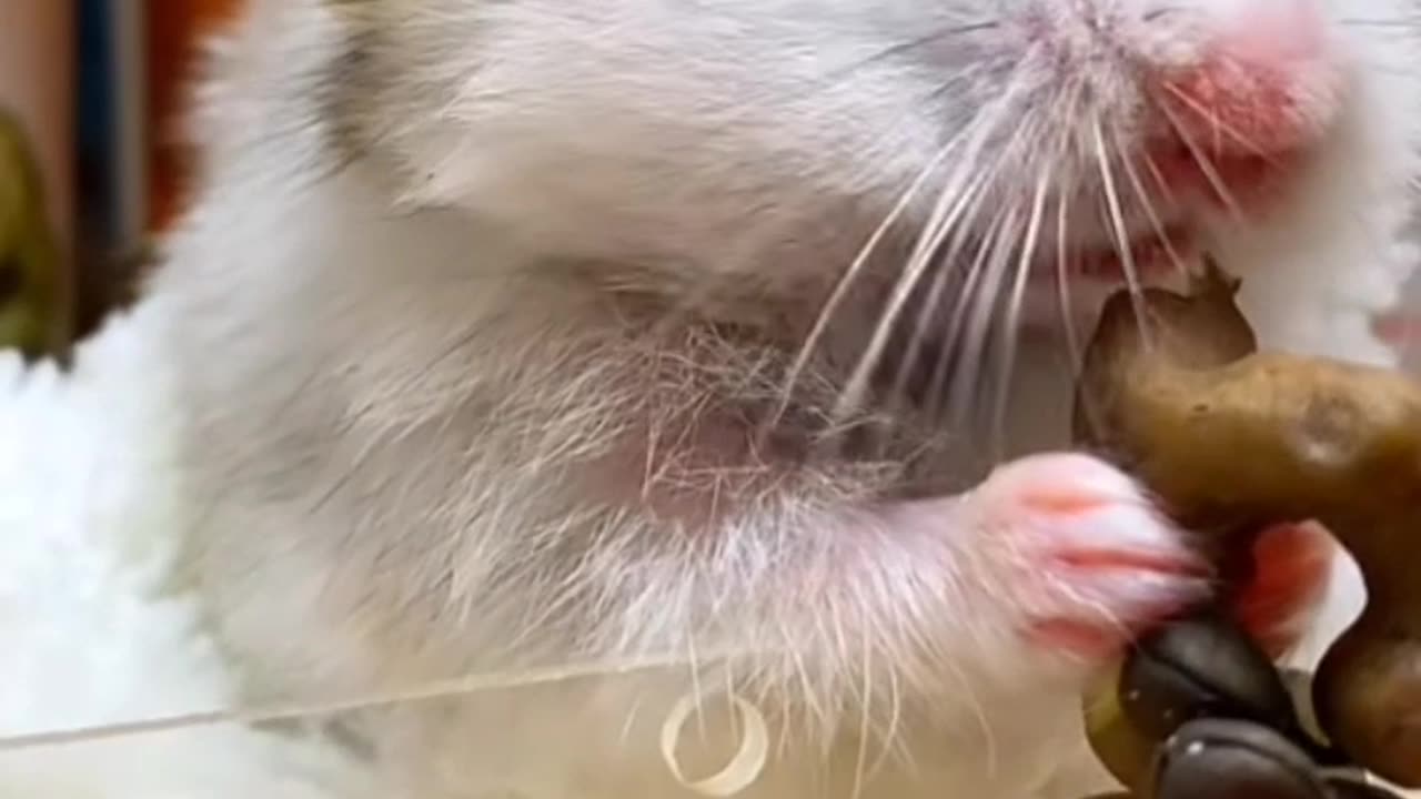 Funny Mouse eatingππππ