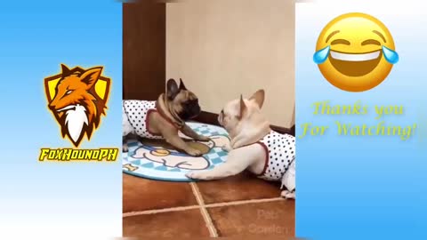 Funny Cats and Dogs 😂🤗