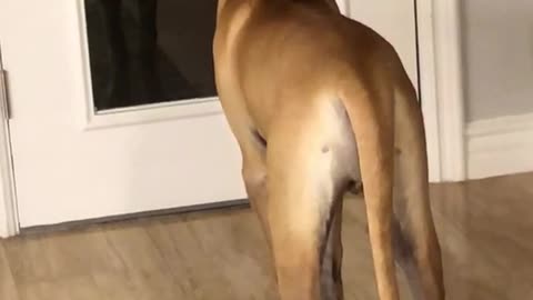 Brown dog barks at black reflection in glass door