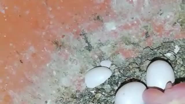 Kids & Eggs