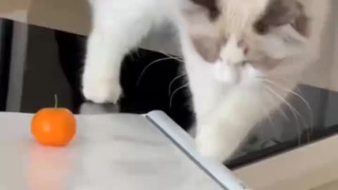 The cat is really stupid