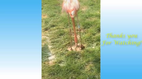 Cute and Funny Cats & Dogs Compilation 2021