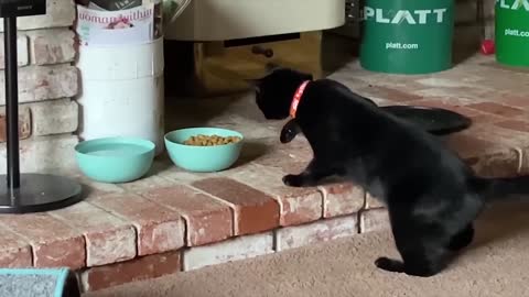 Funniest animal video 3