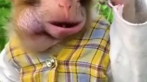 Funny animal video 😂