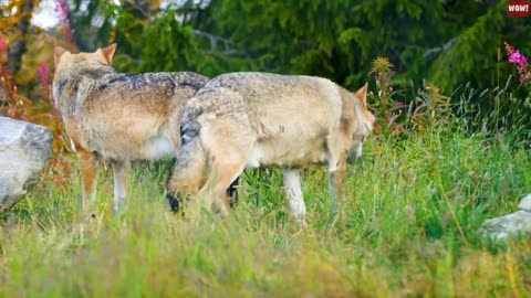 Jaw-Dropping Facts about Dogs