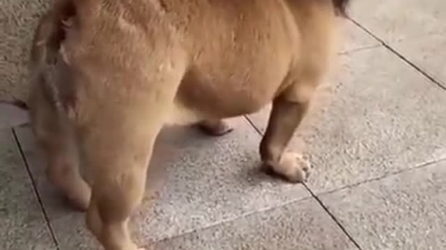 Funny dog video shorts