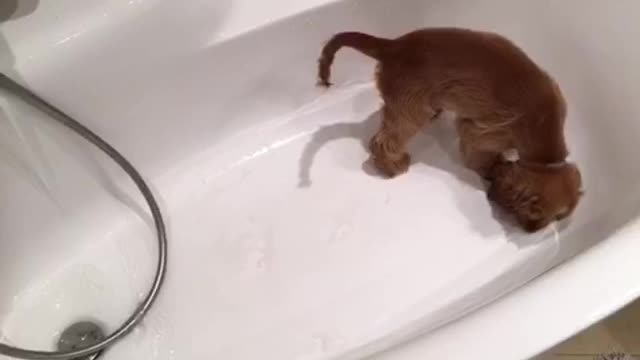 Cute puppy tries to dig a hole in a bathtub