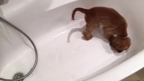 Cute puppy tries to dig a hole in a bathtub