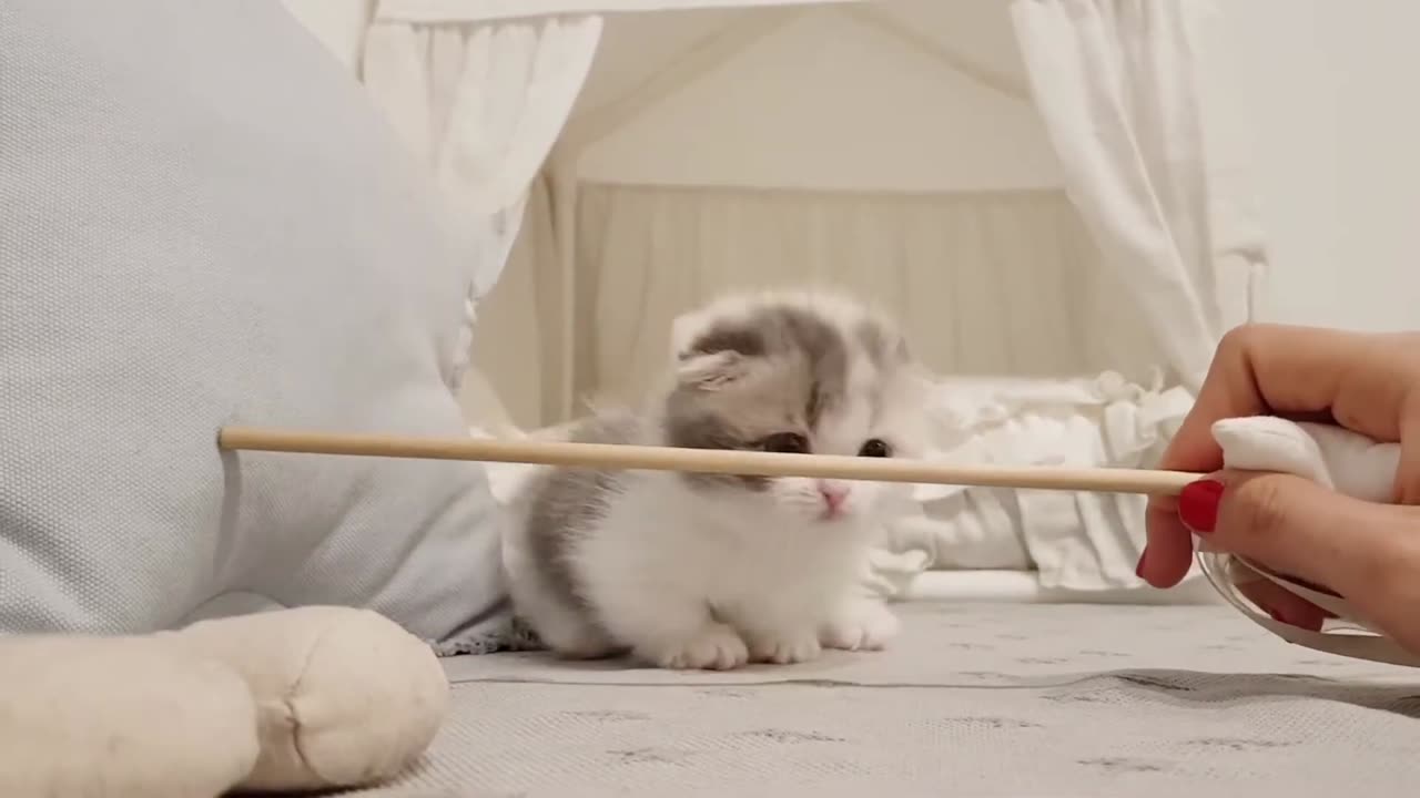 New kitten ? Kitten training for beginners