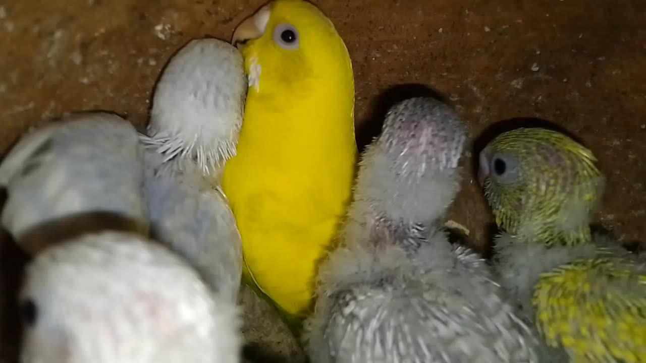 Viral birds funny video