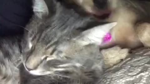 Puppy cuddling with cat and licking it