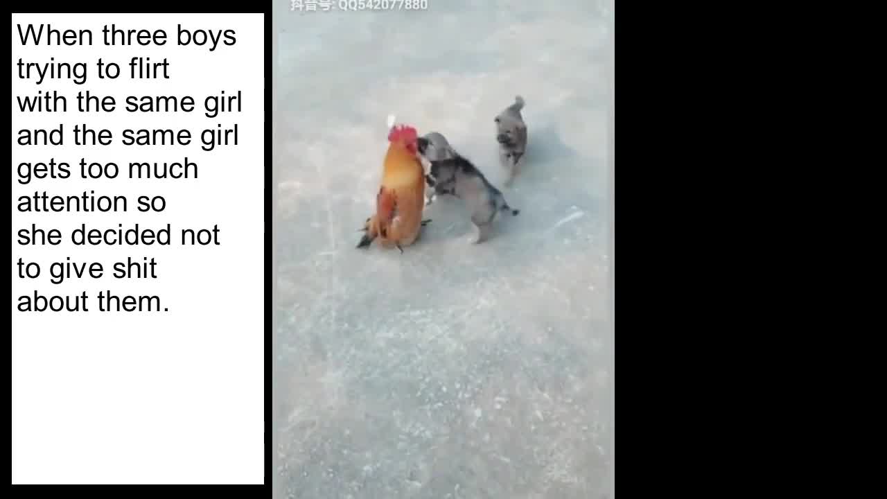 Dog and hen fighting, funny 🤣 videos🤣🤣